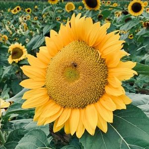 Meet your Posher, Rose